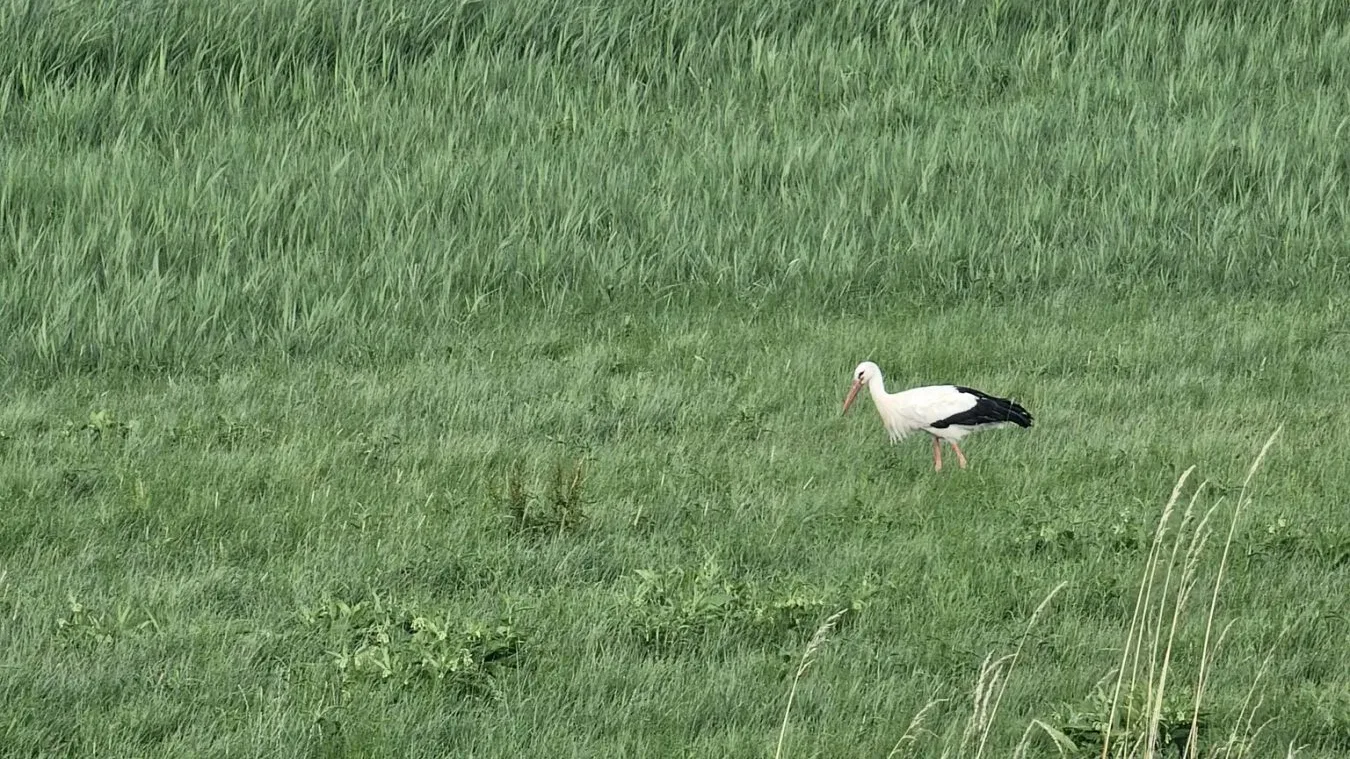 Ein Weißstorch auf Nahrungssuche in einer grünen Wiese neben dem Radweg.